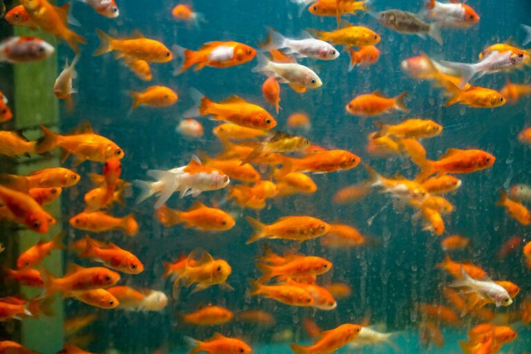 A school of orange fish representing the idea that fish dont know their wet in the same way as we often dont realize what could be causing an eating disorder