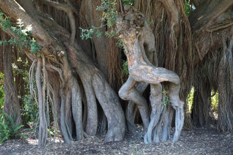 The roots and bottom section of interestingly shaped trees metaphoritcally represent body image ideas of good and bad